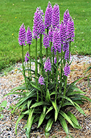 Dactylorhiza fuchsii